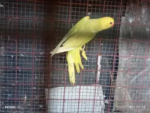 Ring Neck Birds