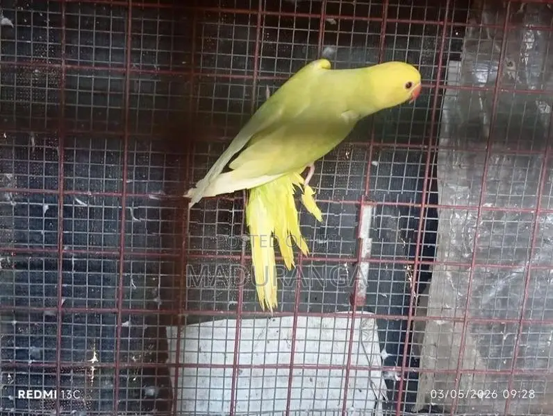 Ring Neck Birds