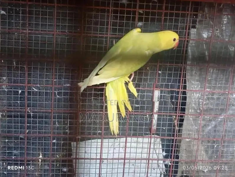 Ring Neck Birds