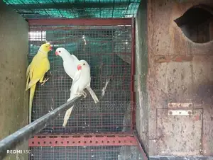 Ring Neck Birds