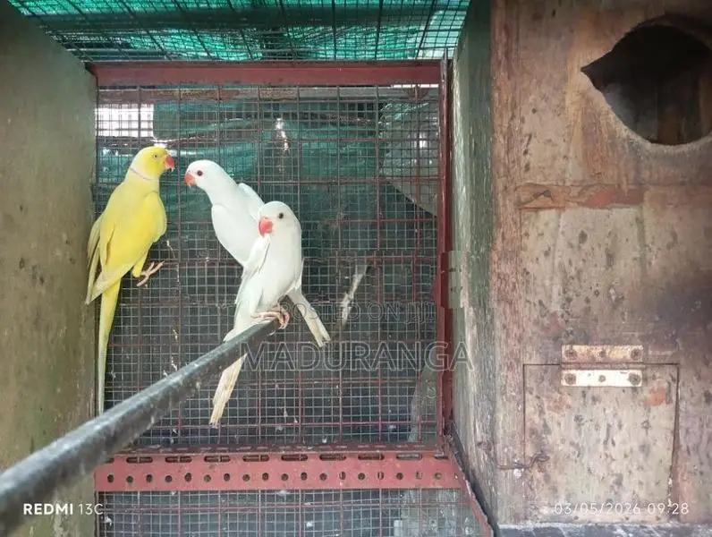 Ring Neck Birds