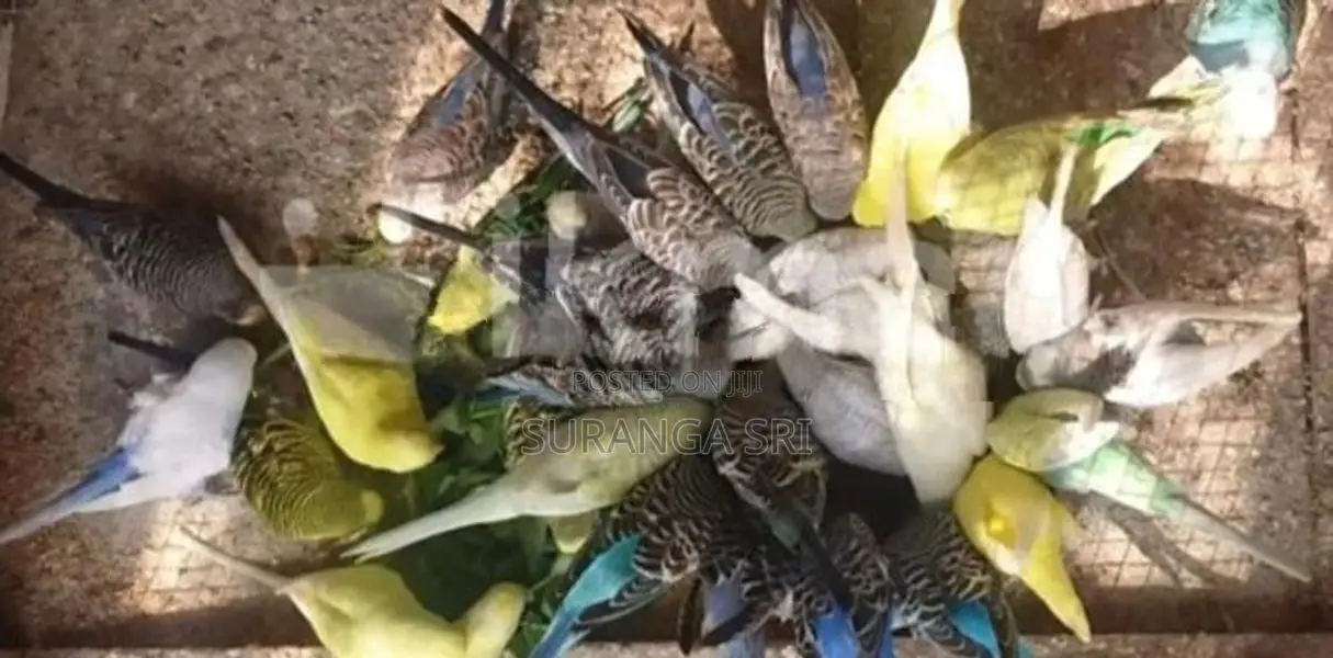 Love Birds