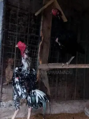 Shamo Rooster