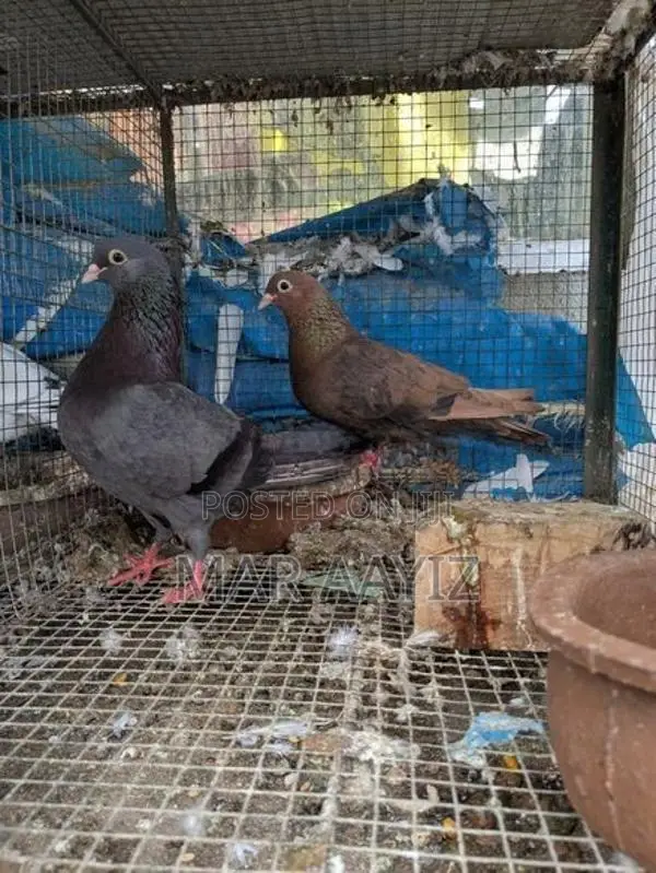 Makkus Breeding Pair Pigeon