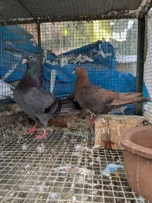Makkus Breeding Pair Pigeon