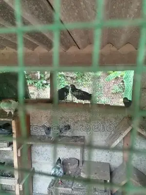 Pigeon