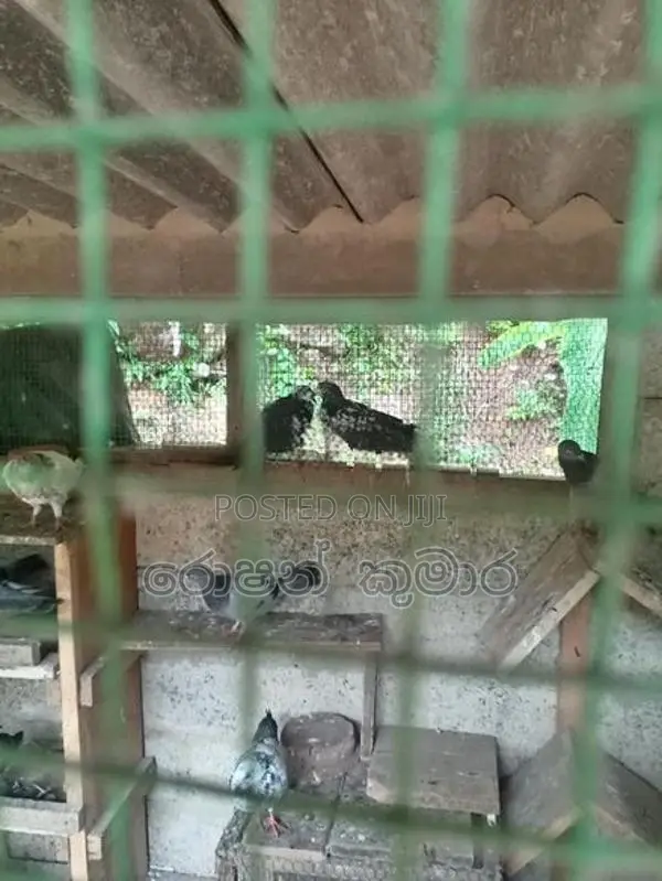 Pigeon