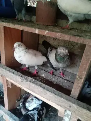 Pigeon