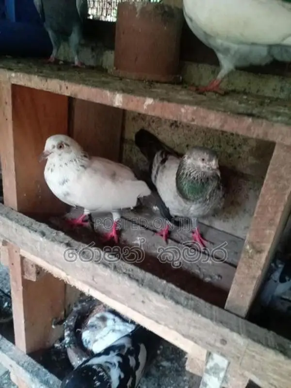 Pigeon