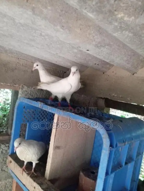 Pigeon