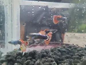 Male Guppies