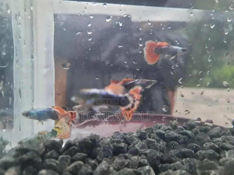 Male Guppies