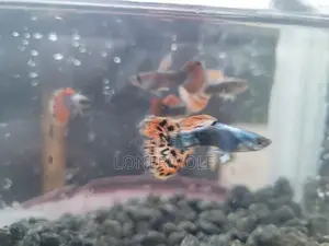 Male Guppies