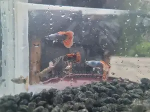 Male Guppies