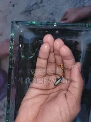 Male Guppies