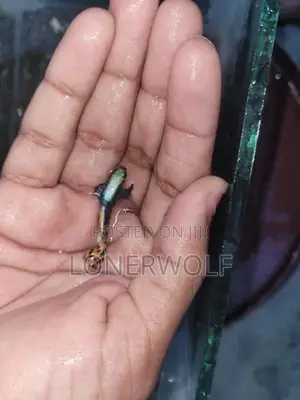 Male Guppies