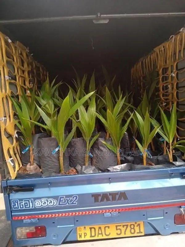 පොල් පැල