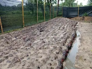 පොල් පැල