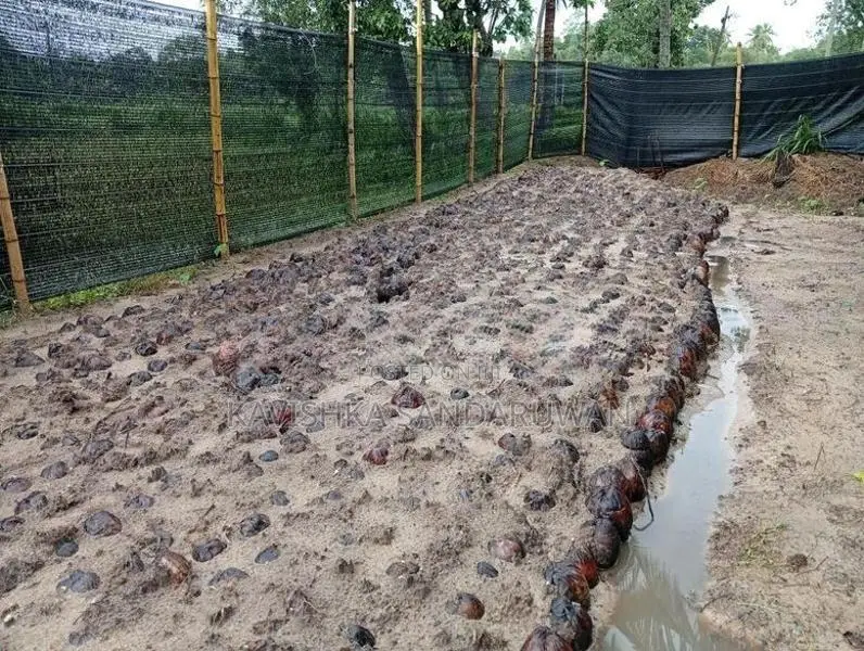 පොල් පැල