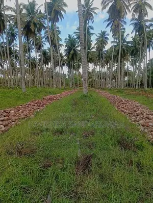 පොල් පැල