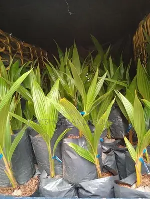 පොල් පැල