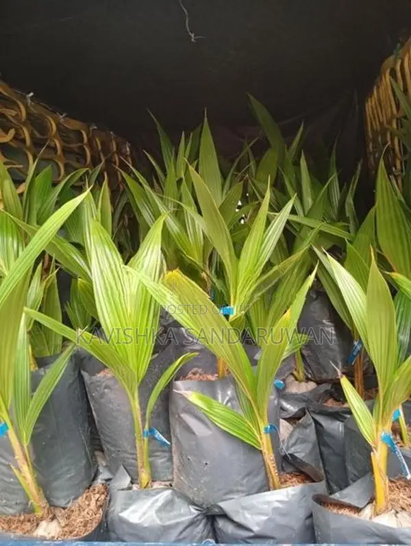 පොල් පැල
