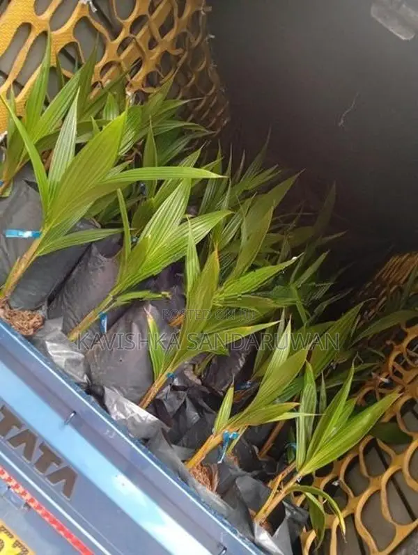 පොල් පැල