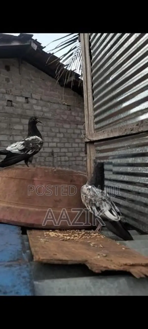 Pigeons
