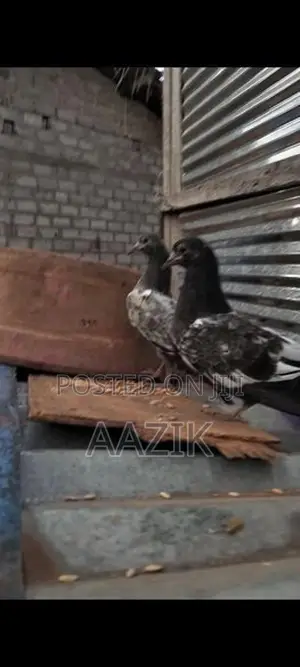 Pigeons
