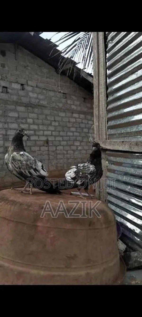 Pigeons