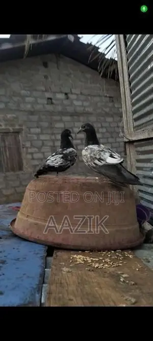 Pigeons