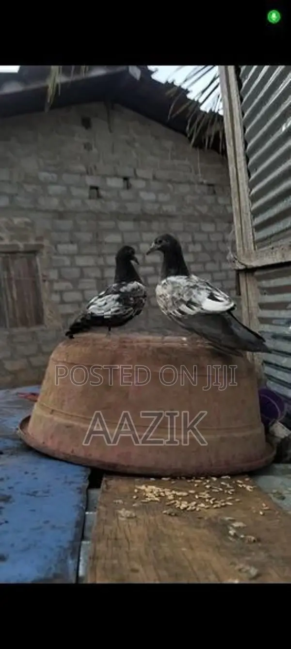 Pigeons