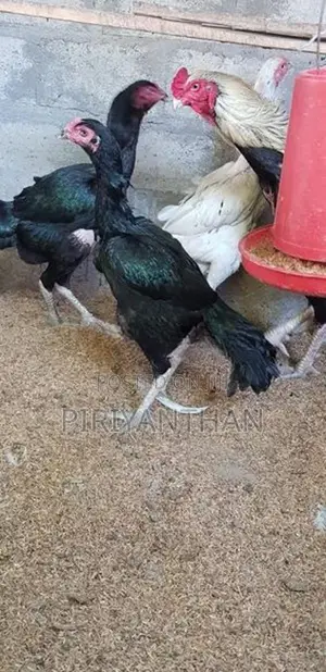 Shamo Hen