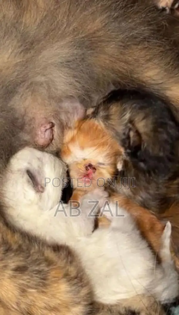 Persian Kittens