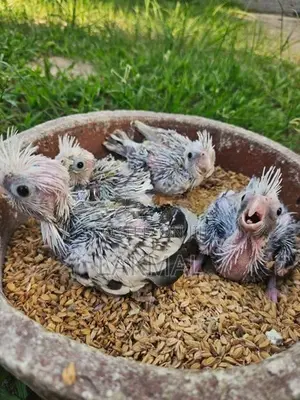 Cockatiel Chicks
