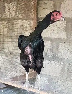 Shamo Hen