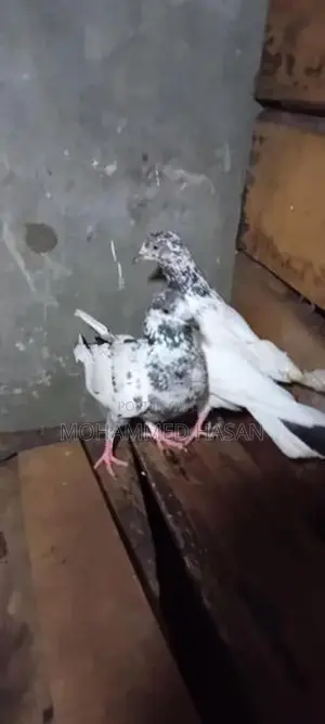 Timing Pigeon
