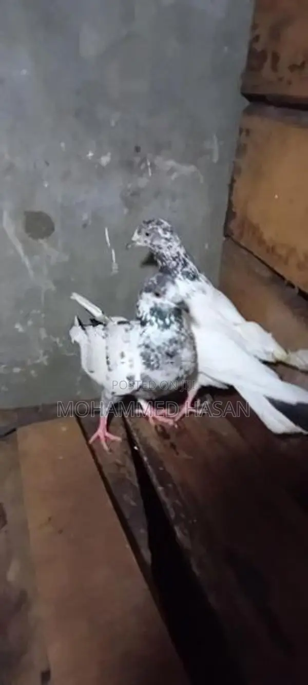 Timing Pigeon