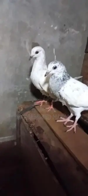 Pigeons