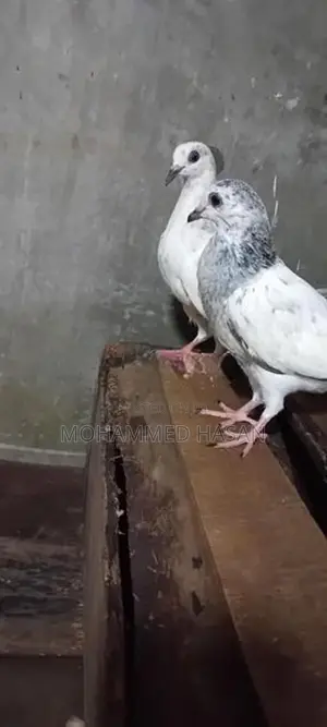 Pigeons