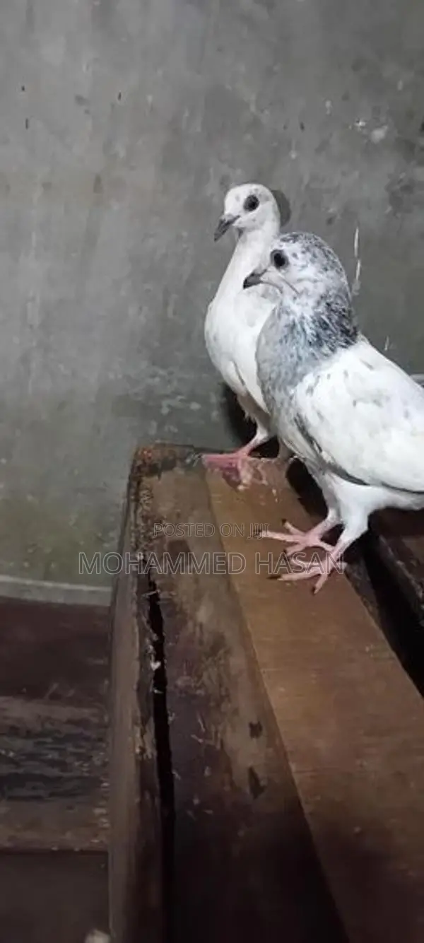 Pigeons