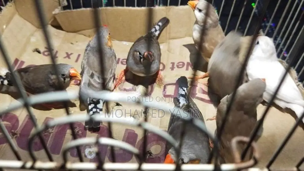 Finches Birds