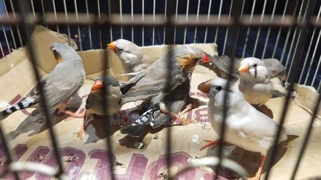 Finches Birds