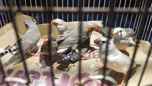 Finches Birds