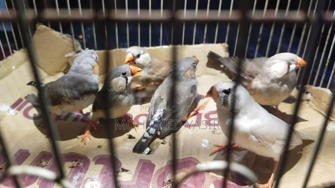 Finches Birds