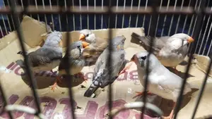 Finches Birds