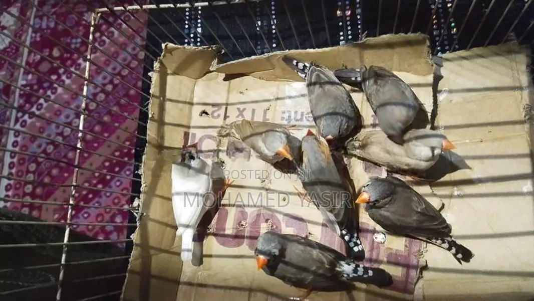 Finches Birds