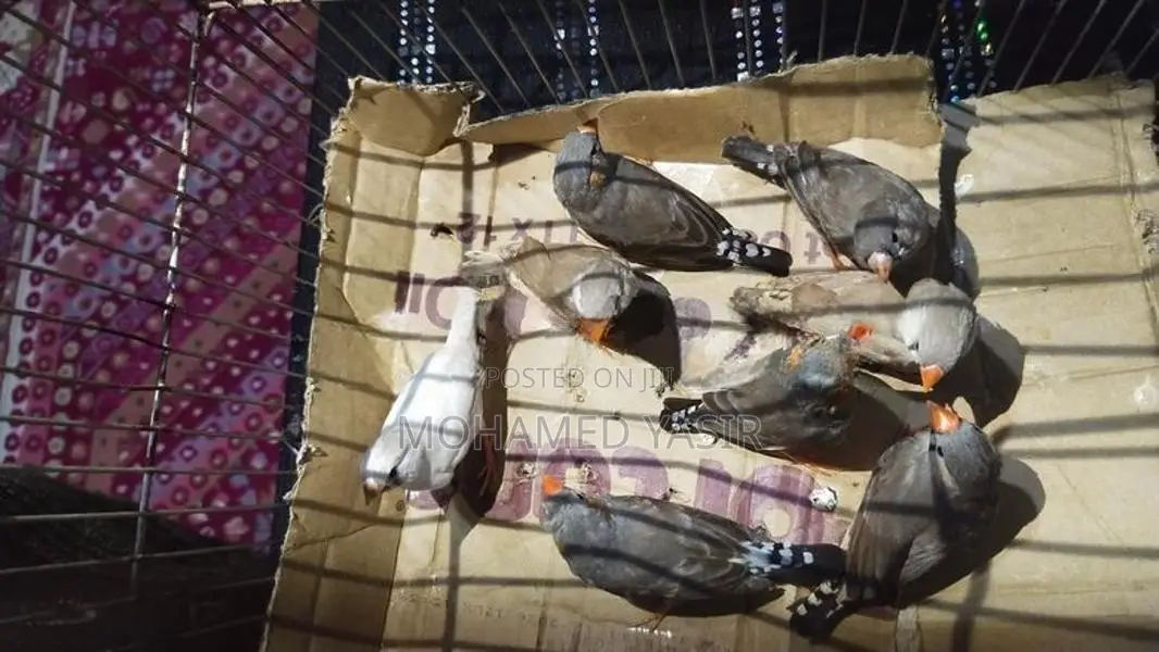 Finches Birds