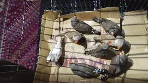 Finches Birds