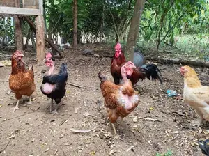 ගම් කිකිළියන්